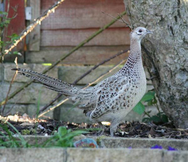 Common Pheasant