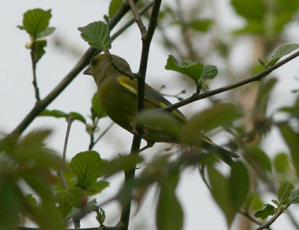 European Greenfinch European Greenfinch