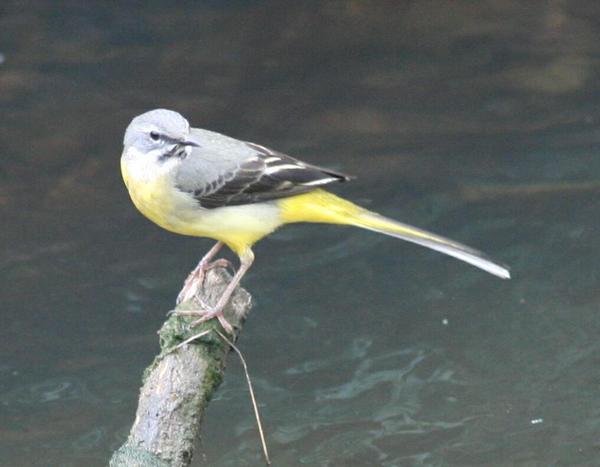 Grey Wagtail Grey Wagtail