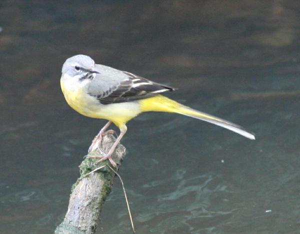 Grey Wagtail