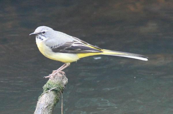 Grey Wagtail Grey Wagtail