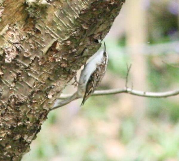 Eurasian Treecreeper