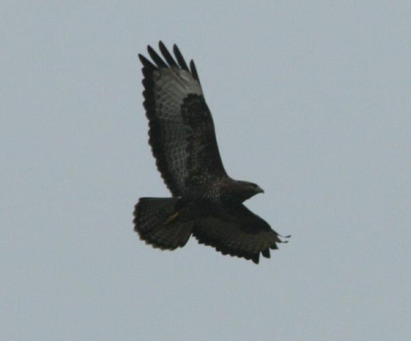 Common Buzzard