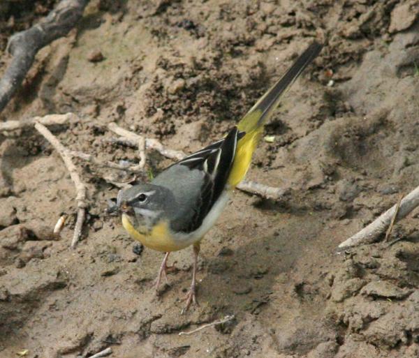 Grey Wagtail Grey Wagtail