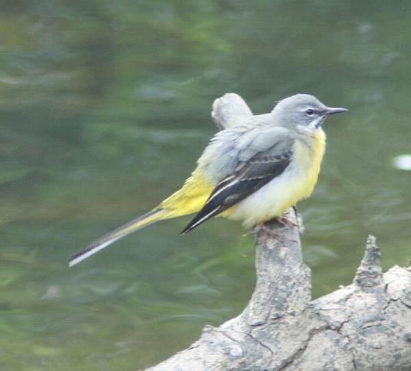 Grey Wagtail Grey Wagtail