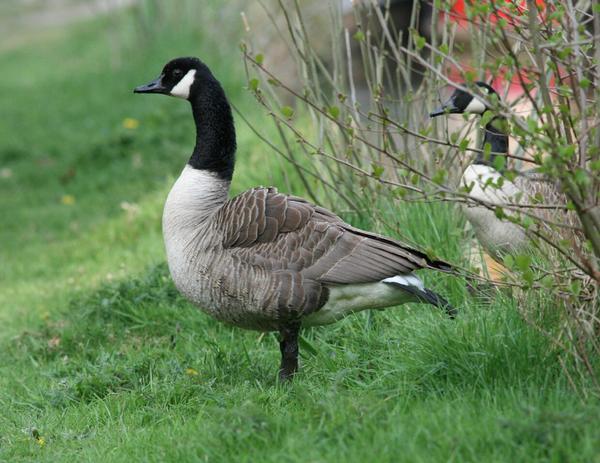 Canada Goose