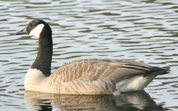 Canada Goose