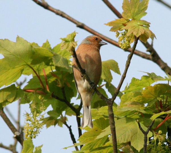 Chaffinch Chaffinch