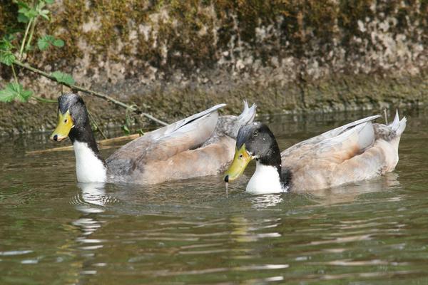 Mallard Mallard