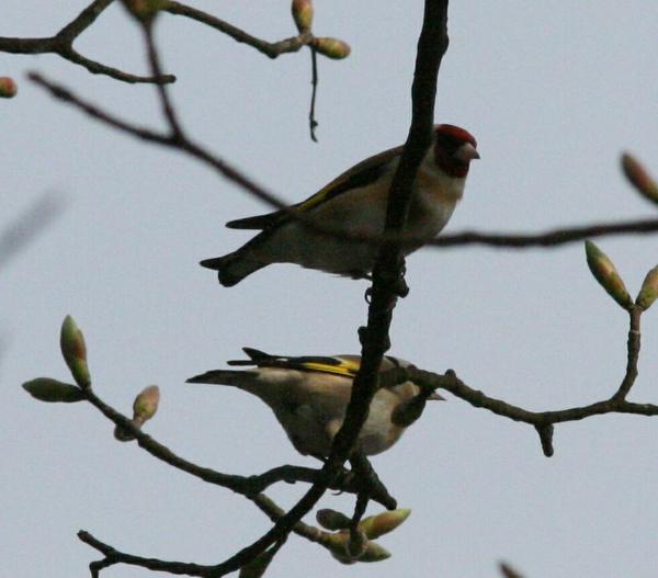 European Goldfinch European Goldfinch