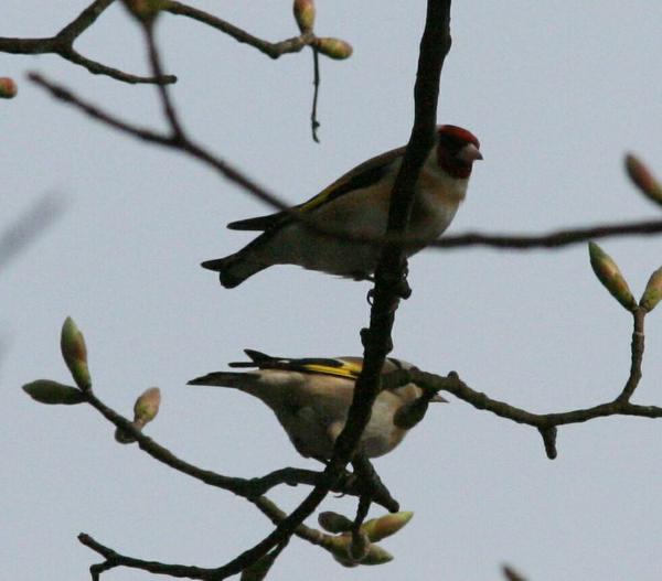 European Goldfinch