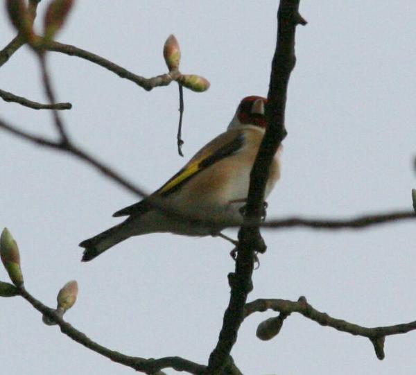 European Goldfinch European Goldfinch
