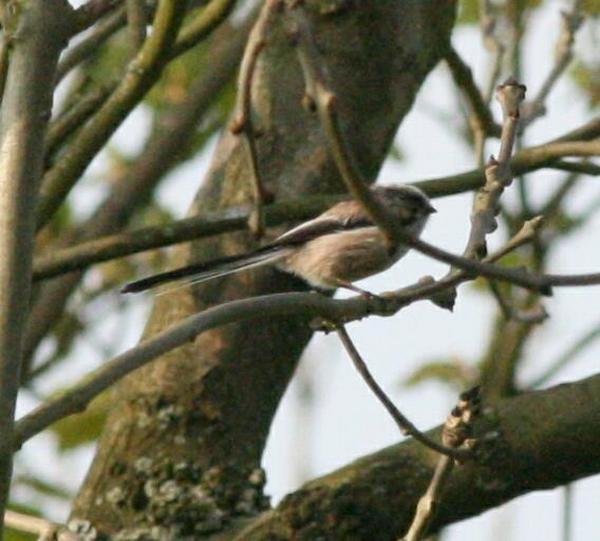 Long-tailed Tit