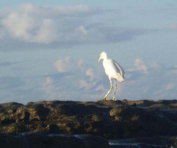 Great Egret