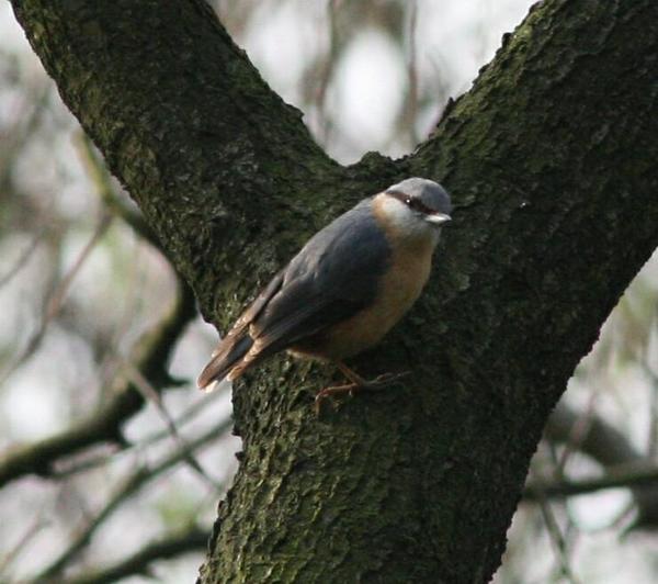 Eurasian Nuthatch Eurasian Nuthatch