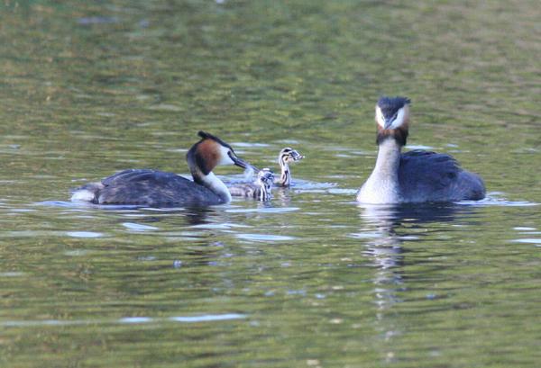 Great Crested Grebe