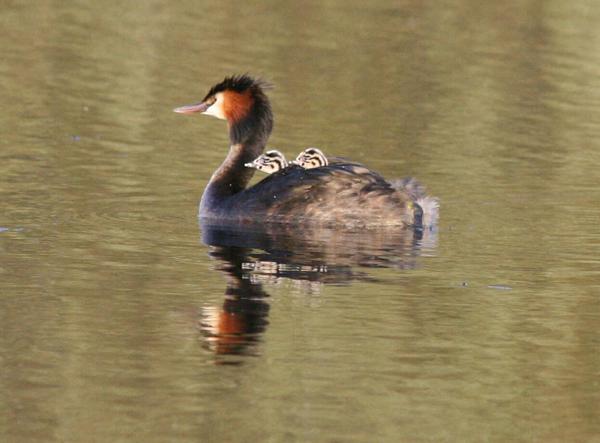 Great Crested Grebe Great Crested Grebe