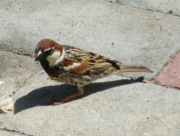 Spanish Sparrow Spanish Sparrow