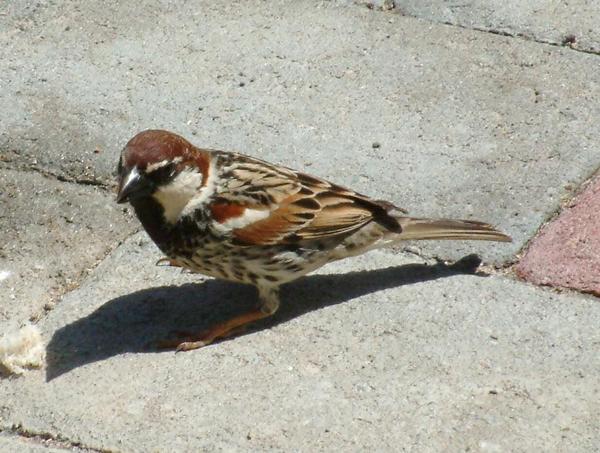 Spanish Sparrow