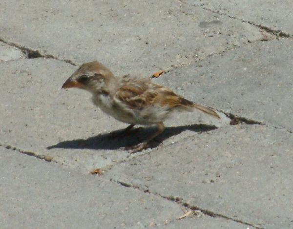 Spanish Sparrow Spanish Sparrow