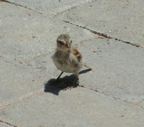 Spanish Sparrow Spanish Sparrow