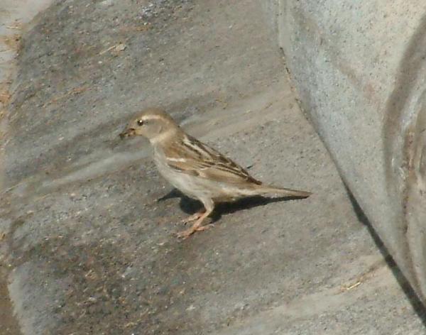 Spanish Sparrow Spanish Sparrow