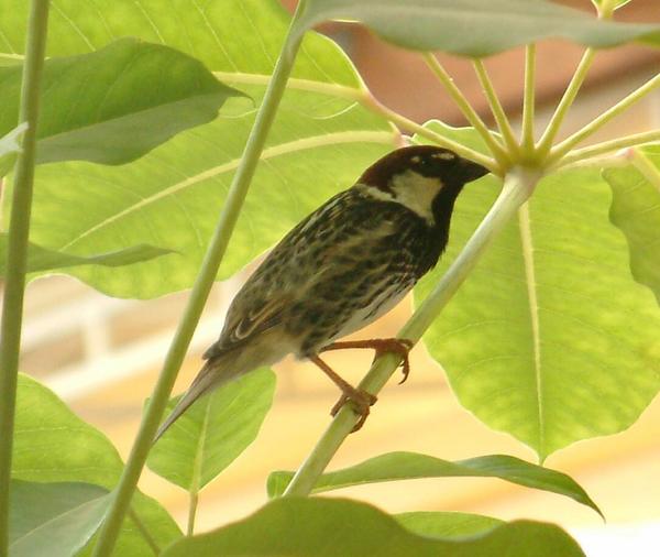 Spanish Sparrow Spanish Sparrow