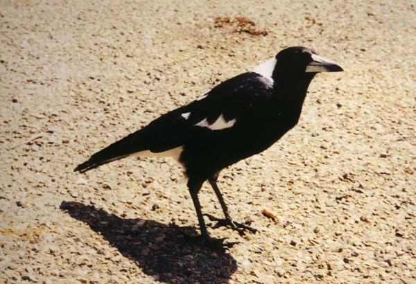 Australian Magpie Australian Magpie