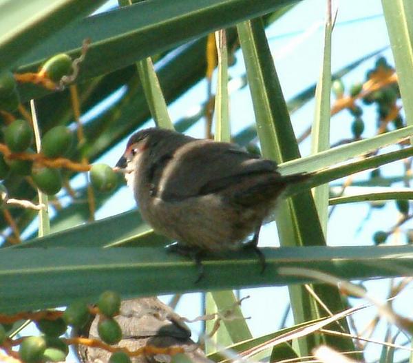 Common Waxbill Common Waxbill