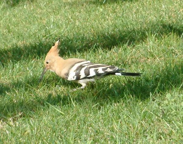 Hoopoe Hoopoe