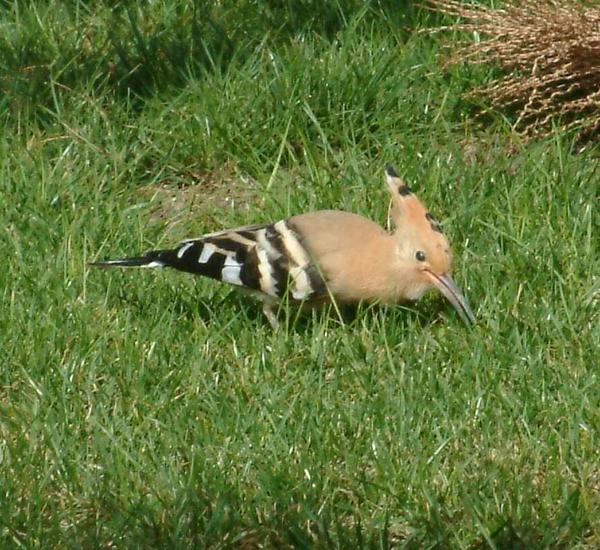 Hoopoe