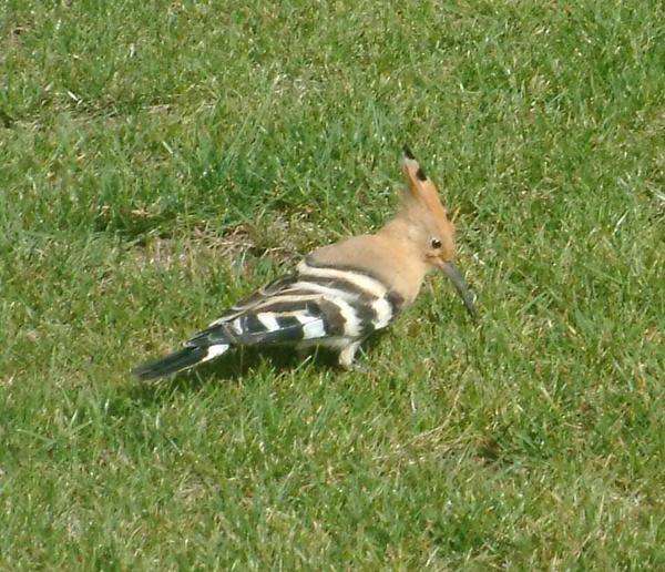 Hoopoe Hoopoe