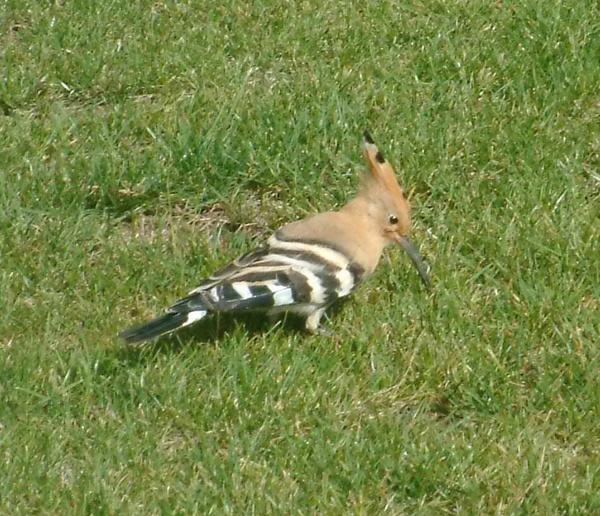 Hoopoe