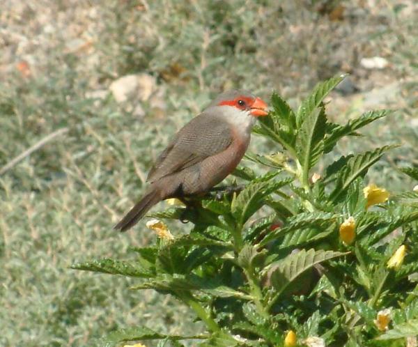 Common Waxbill Common Waxbill