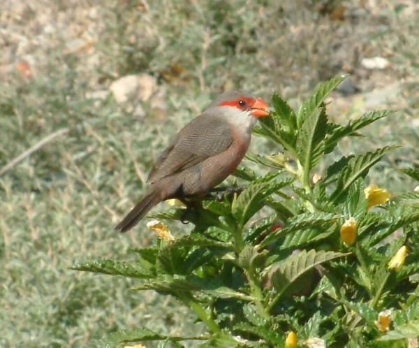 Common Waxbill