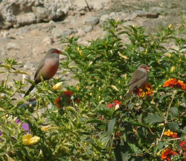 Common Waxbill Common Waxbill