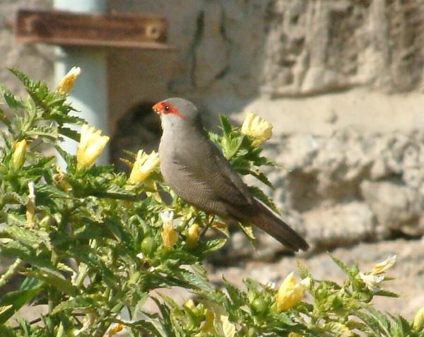 Common Waxbill Common Waxbill
