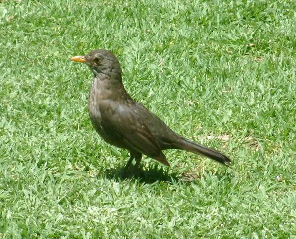 Blackbird Blackbird