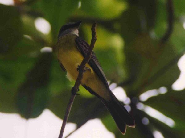 Tropical Kingbird Tropical Kingbird