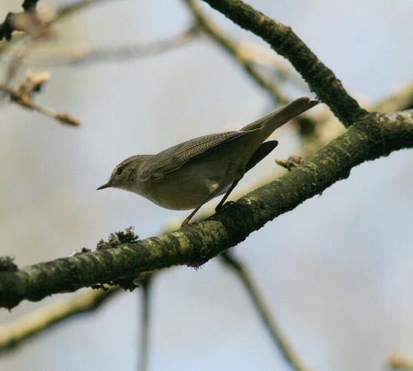 Wood Warbler Wood Warbler
