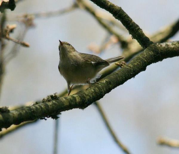 Wood Warbler Wood Warbler