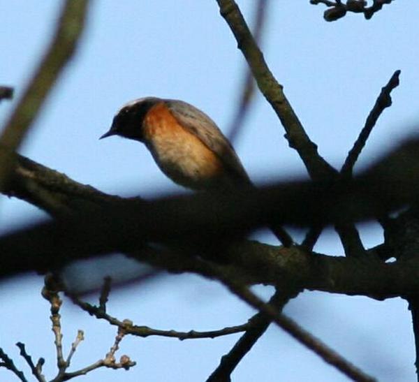 Common Redstart Common Redstart