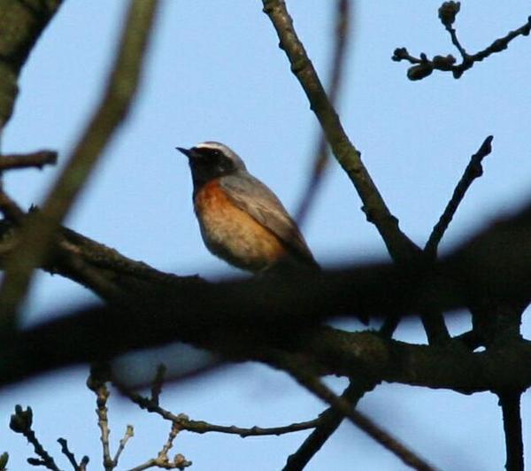 Common Redstart