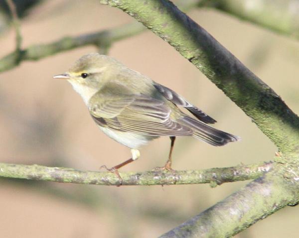 Chiffchaff Chiffchaff