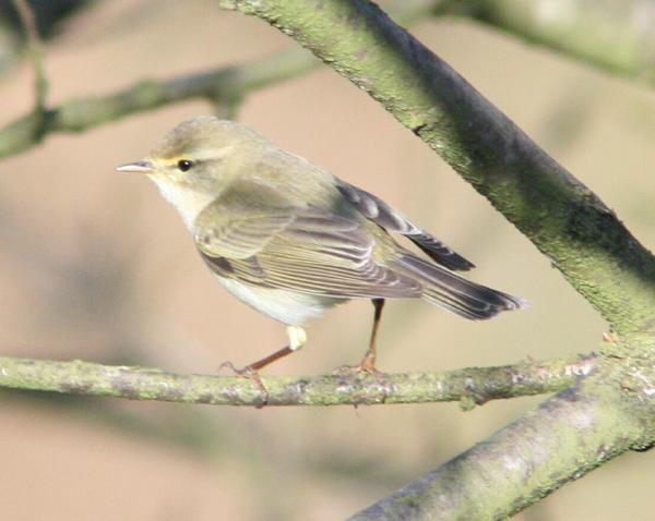 Chiffchaff