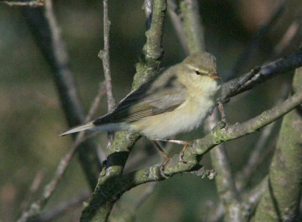 Chiffchaff Chiffchaff