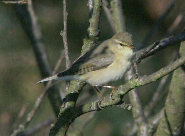 Chiffchaff