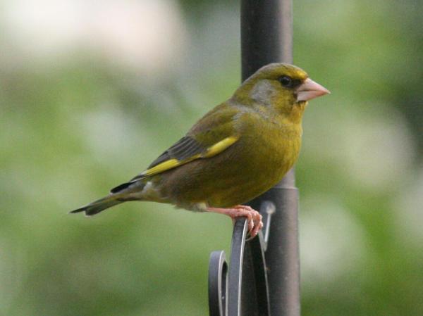European Greenfinch European Greenfinch