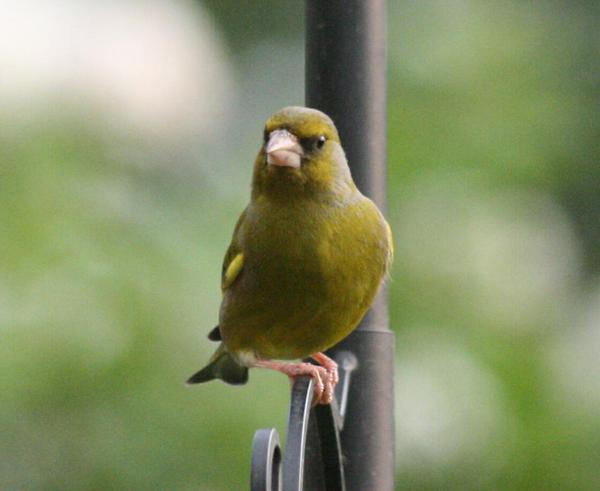 European Greenfinch European Greenfinch