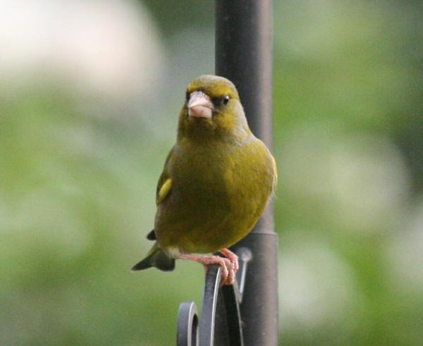 European Greenfinch